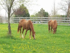 grazing-horses